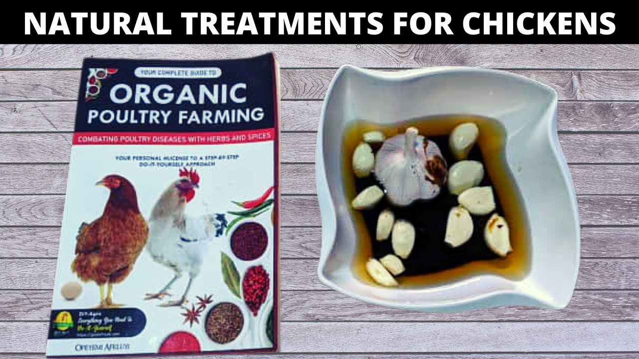 Natural Treatment for Chicken Diseases | Complete Guide to Organic Poultry Farming