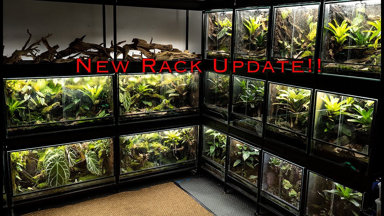 Custom Dart Frog Rack, and 300 Gallon Mini Update!!