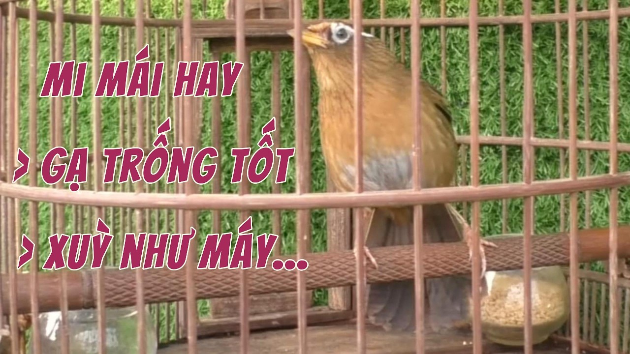 MI MÁI ĐẸP VÀ HAY: CHIM VÀNG SÁNG - MAU MỎ XUỲ NHƯ MÁY - GẠ TRỐNG CỰC TỐT... #0374961666 #LYHAICHIM