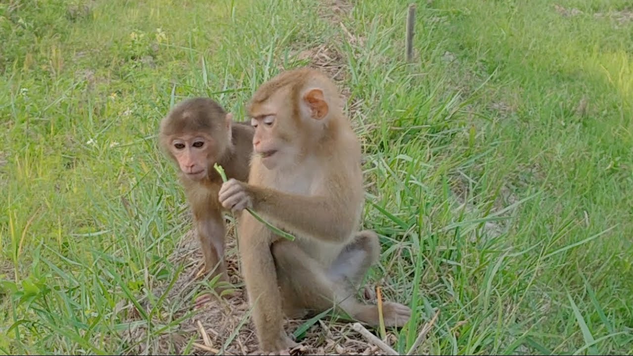 [Moon Family] Monkey Moon and Sky having fun and picking grass in the field