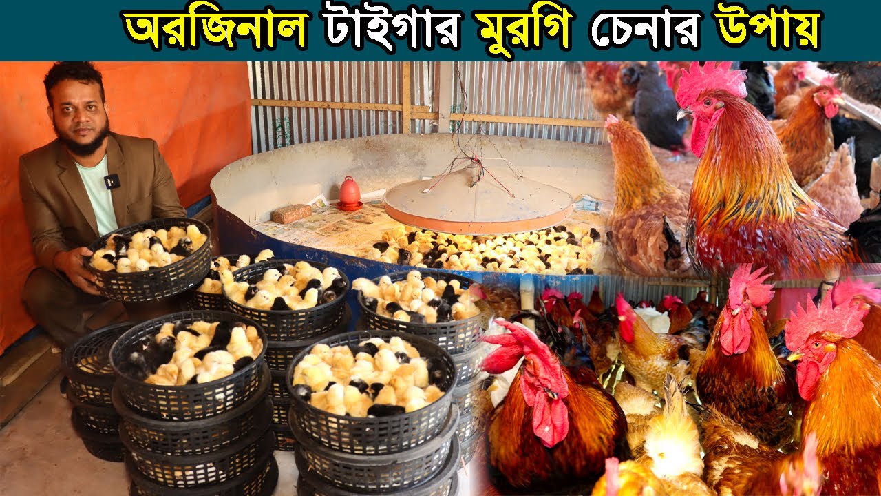 ৩৫ দিনে টাইগার মুরগির ওজন ১ কেজি।গাজীপুরের উদ্যোক্তা আল আমিন ভাইয়ের টাইগার মুরগির খামার। Morgi