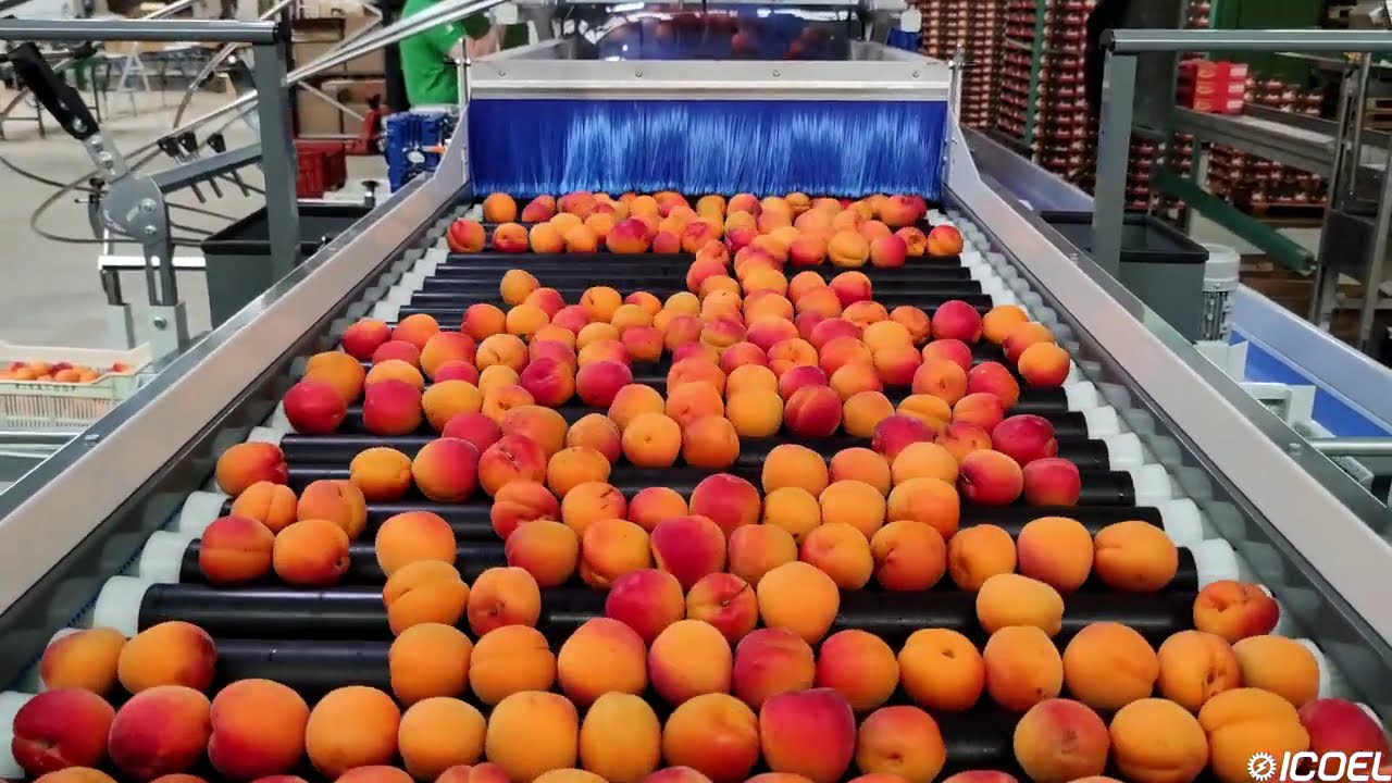 Apricot - Peach  sorting and grading lines - Vergers D'ici | ICOEL