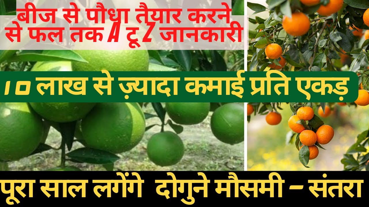 बीज से मौसमी - संतरा का पौधा तैयार करने से फल लगने तक पूरी जानकारी|| Citrus Orange farming |Grafting