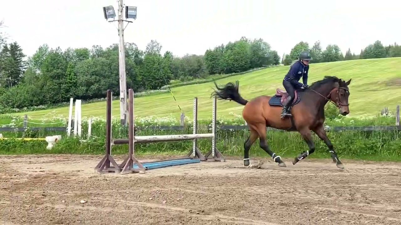 LB’s Cavalon Cester 18/6/25 ☀️