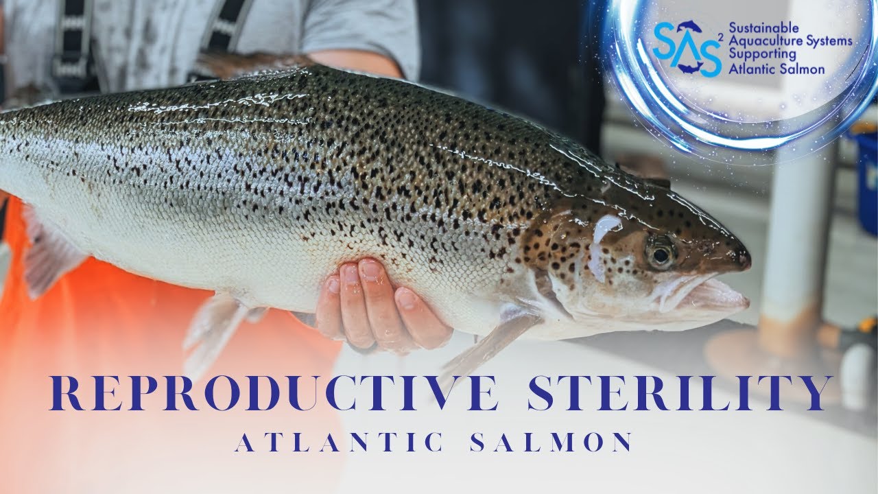Advancing Salmon Culture in Recirculating Aquaculture Systems: Reproductive Sterility
