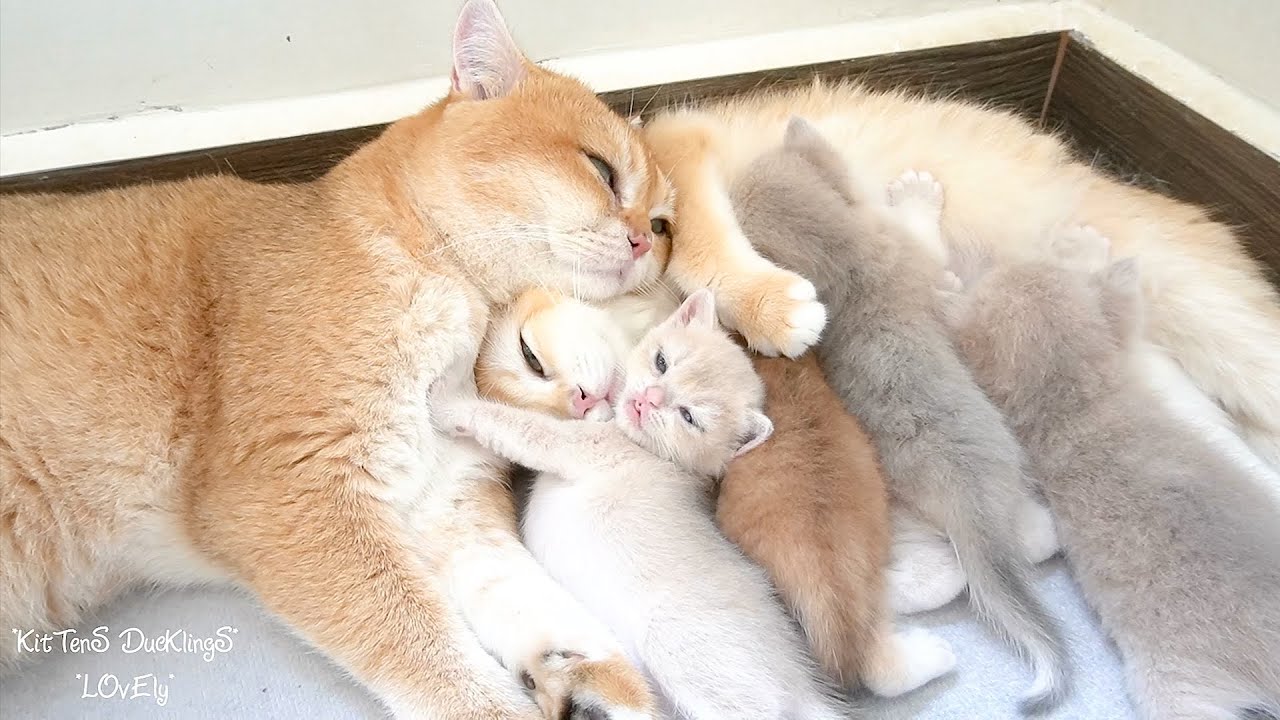 Cat families are rare and special. So sweet and happy!