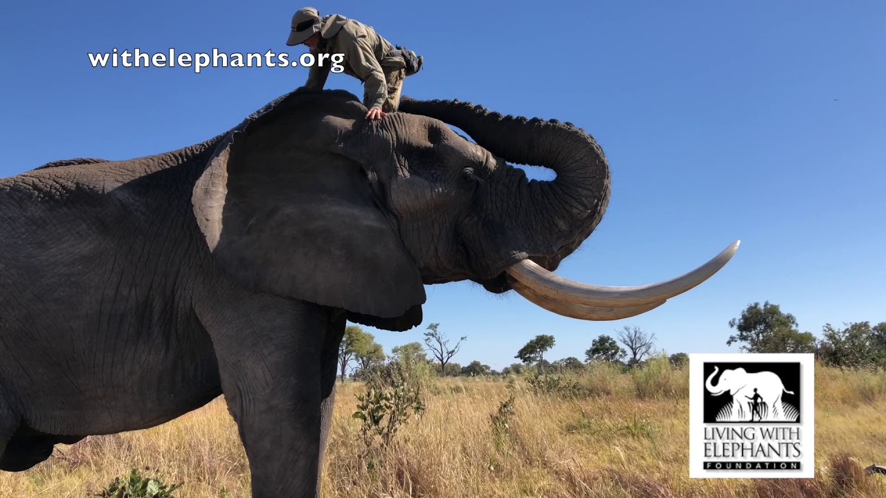 Jabu had an  inverted ear lobe. | Living With Elephants | Elephant Sanctuary Botswana |
