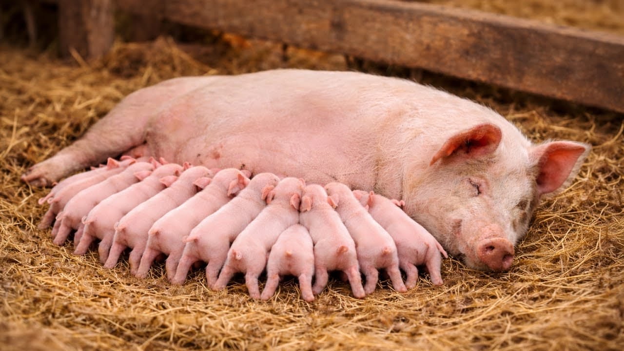 Recorde na fazenda? A porca aqui do sítio pariu 14  leitões de uma vez só!