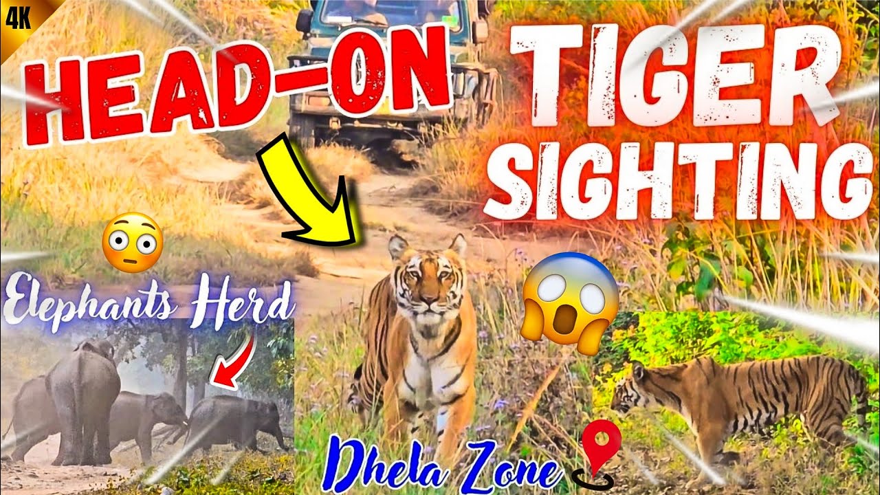 TIGER SIGHTING 😱 Wo Bhi Head-On 🤩 Dhela Zone Safari Mai Bna Tagda Mahool #yuvrajjimcorbett 