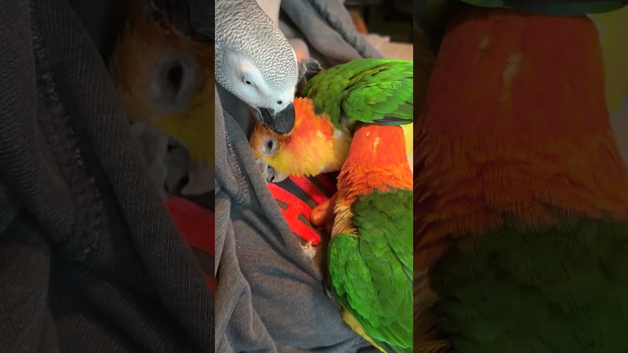 It's Ophelia's Turn 🥰
