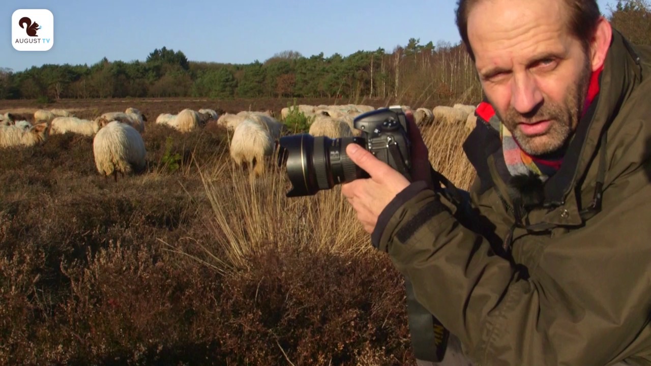 Fotograferen in de natuur - Schapen op de hei