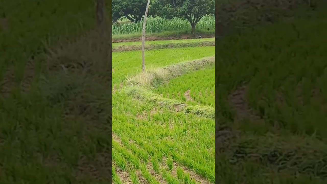 peacock 🦚 in farm vlog #viral #alone boy @Anirudh