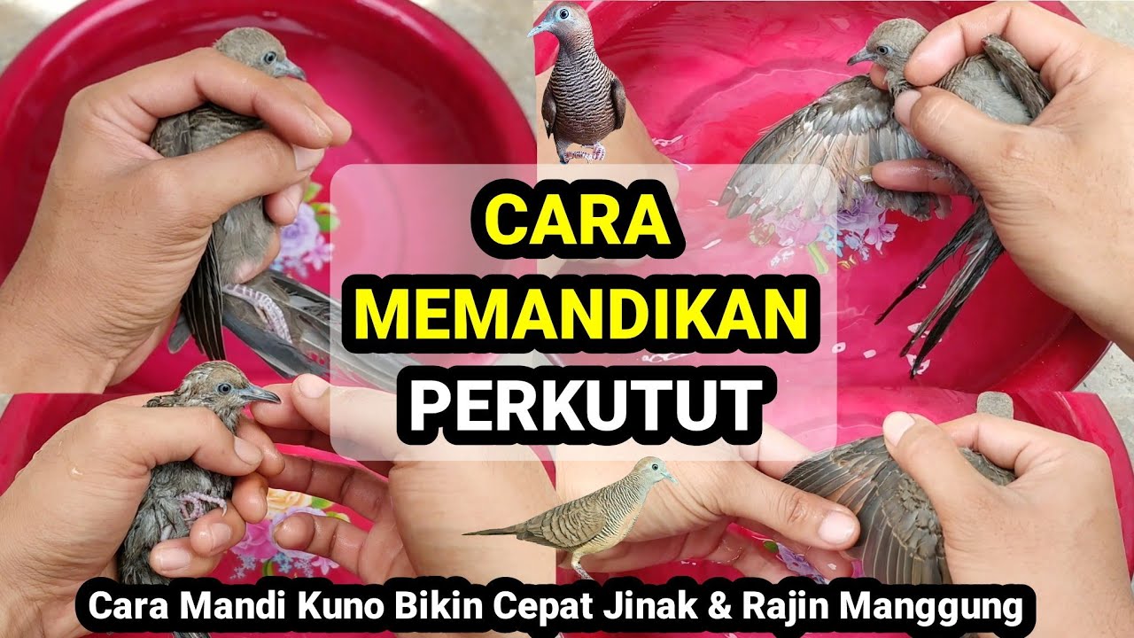 Cara Tradisional Memandikan Perkutut Agar Cepat Jinak & Rajin Bunyi !!!