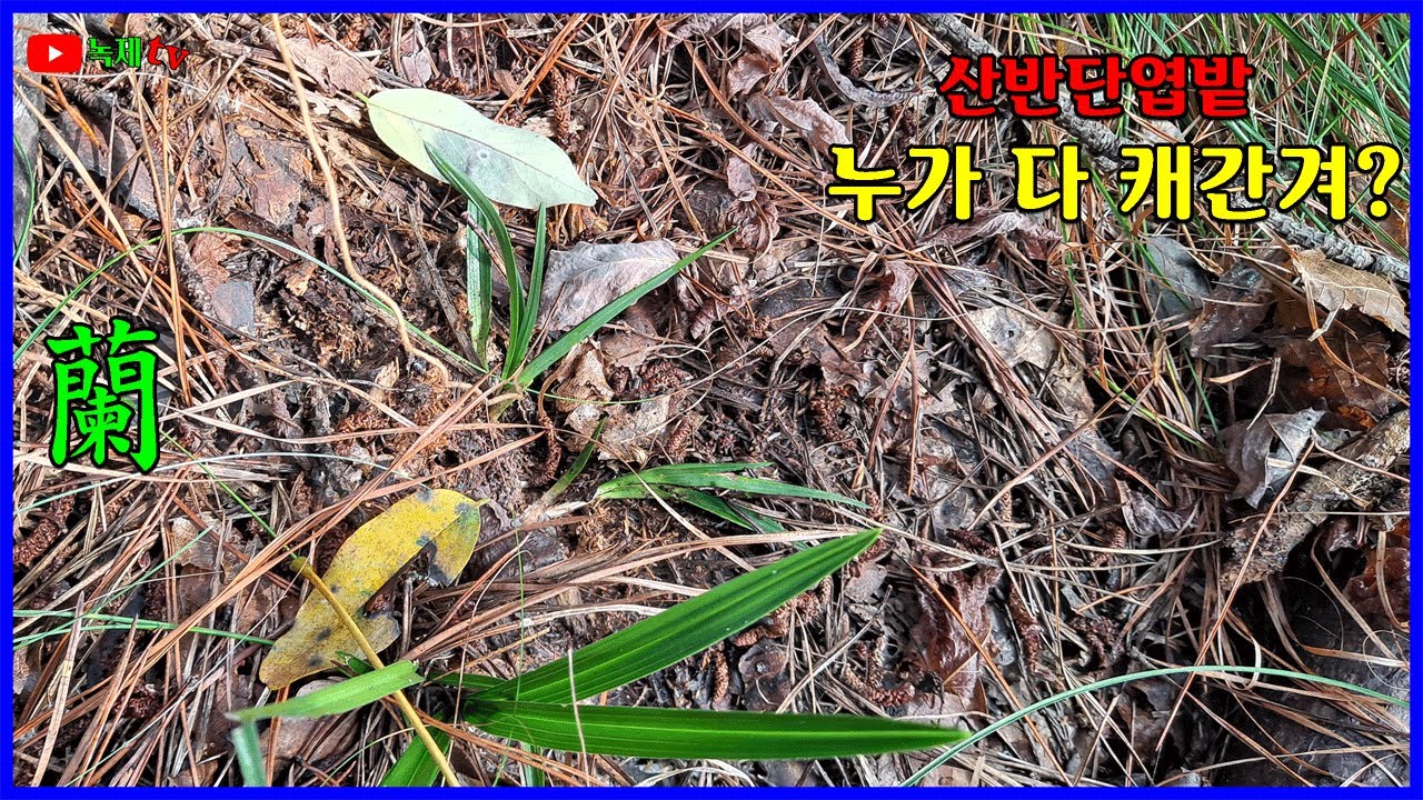 산반단엽 밭자리를 탐란하여 봅니다.