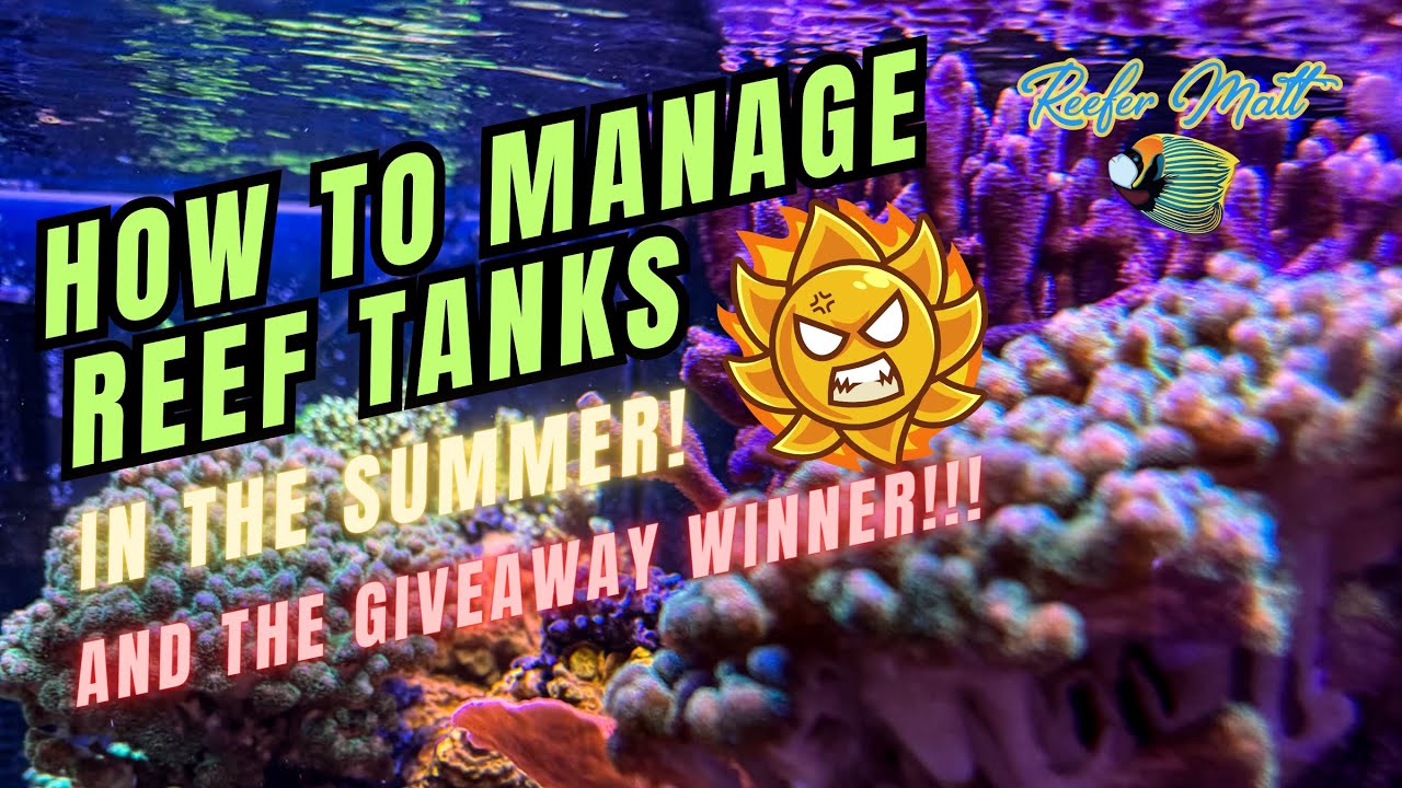 How to Manage Reef Tanks in the Summer, and THE GIVEAWAY WINNER!!!