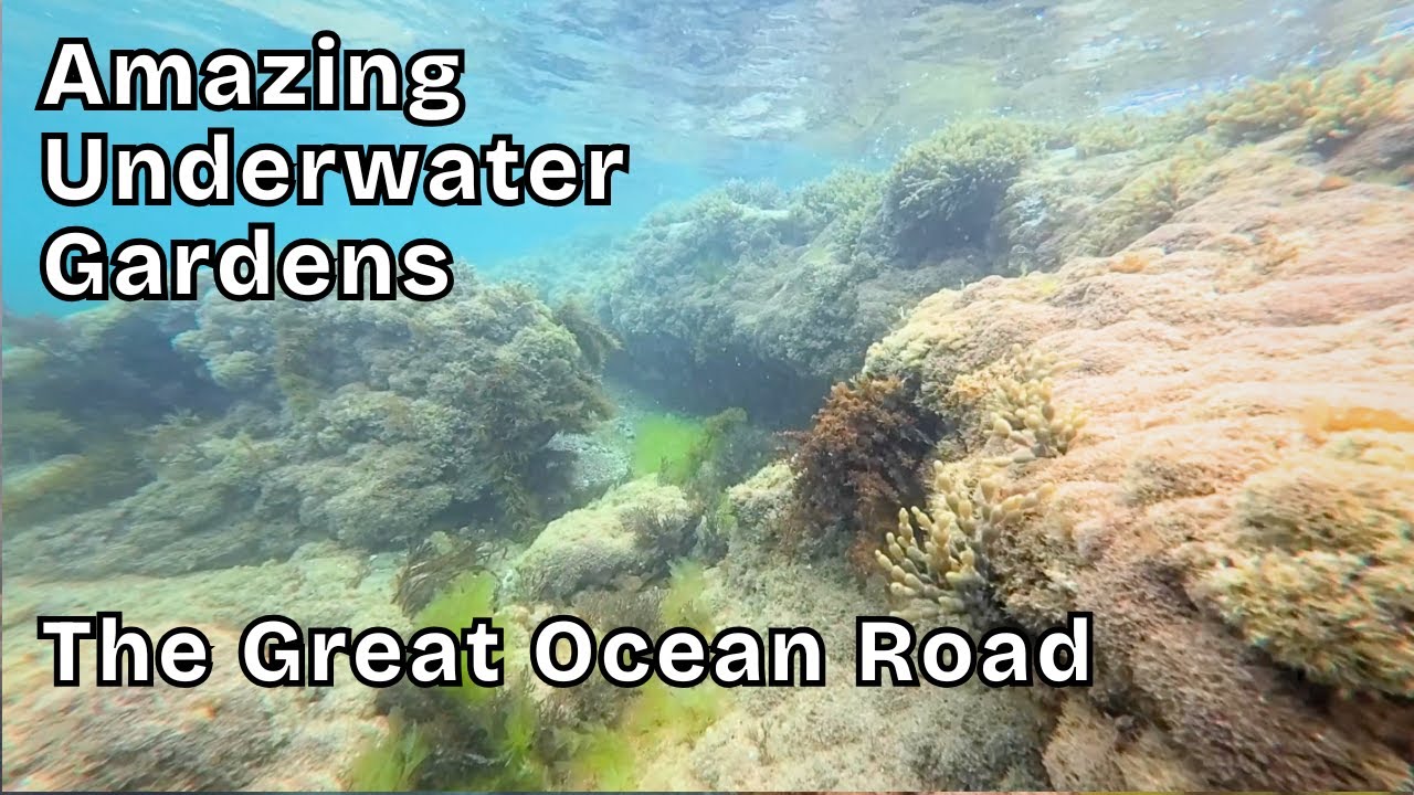 Amazing Underwater Snorkelling Tour - Ocean Gardens Victoria - The Great Ocean Road