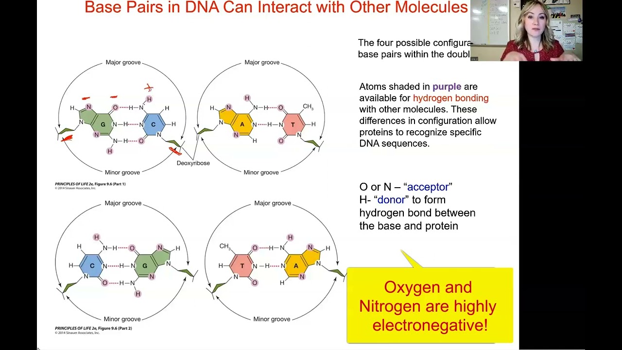 DNA Unit: DNA and Protein Interaction