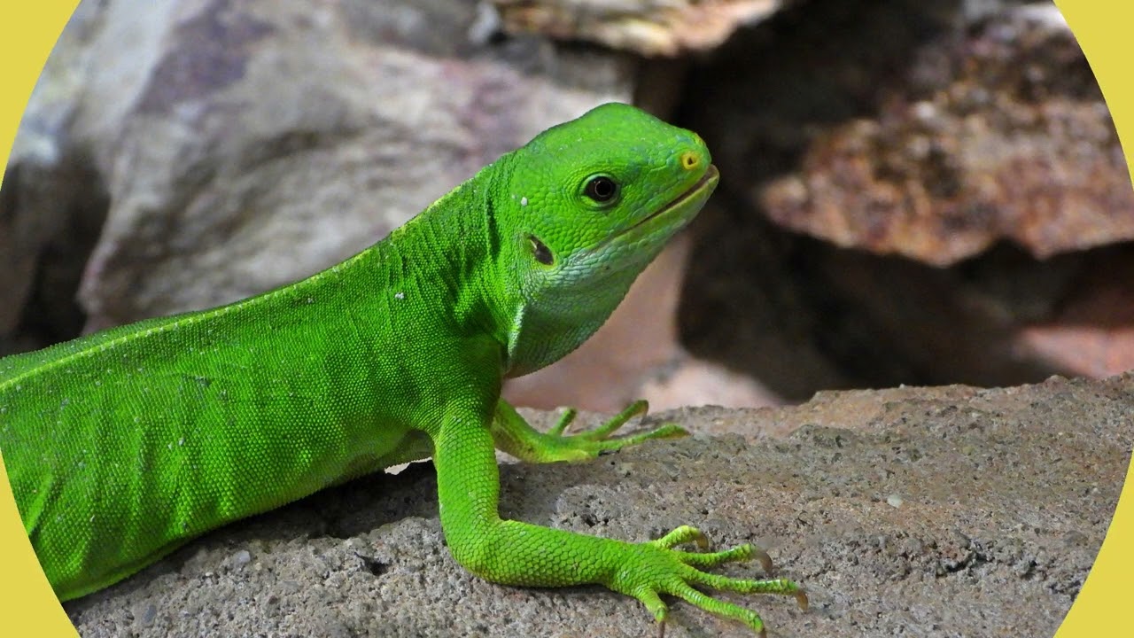 ZOO Liberec Únor 2026