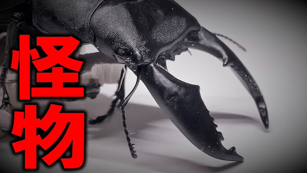 巨大クワガタに産卵させたところ、妙なものが出てきた