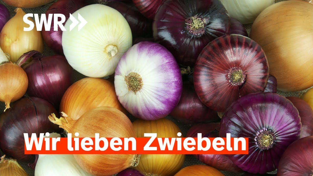 Multitalent Zwiebel: Kochen, Heilen, Färben | Treffpunkt