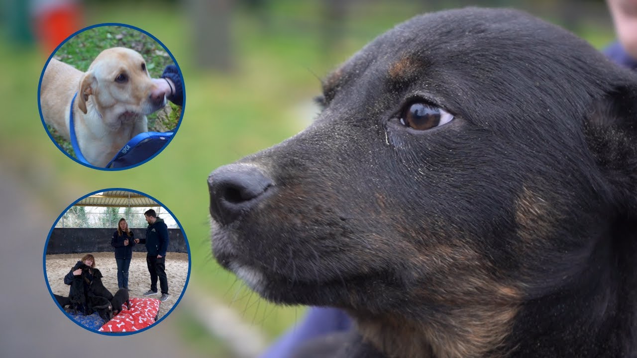 Daniel Considine visits ISPCA headquarters in Co. Longford I Shannonside FM
