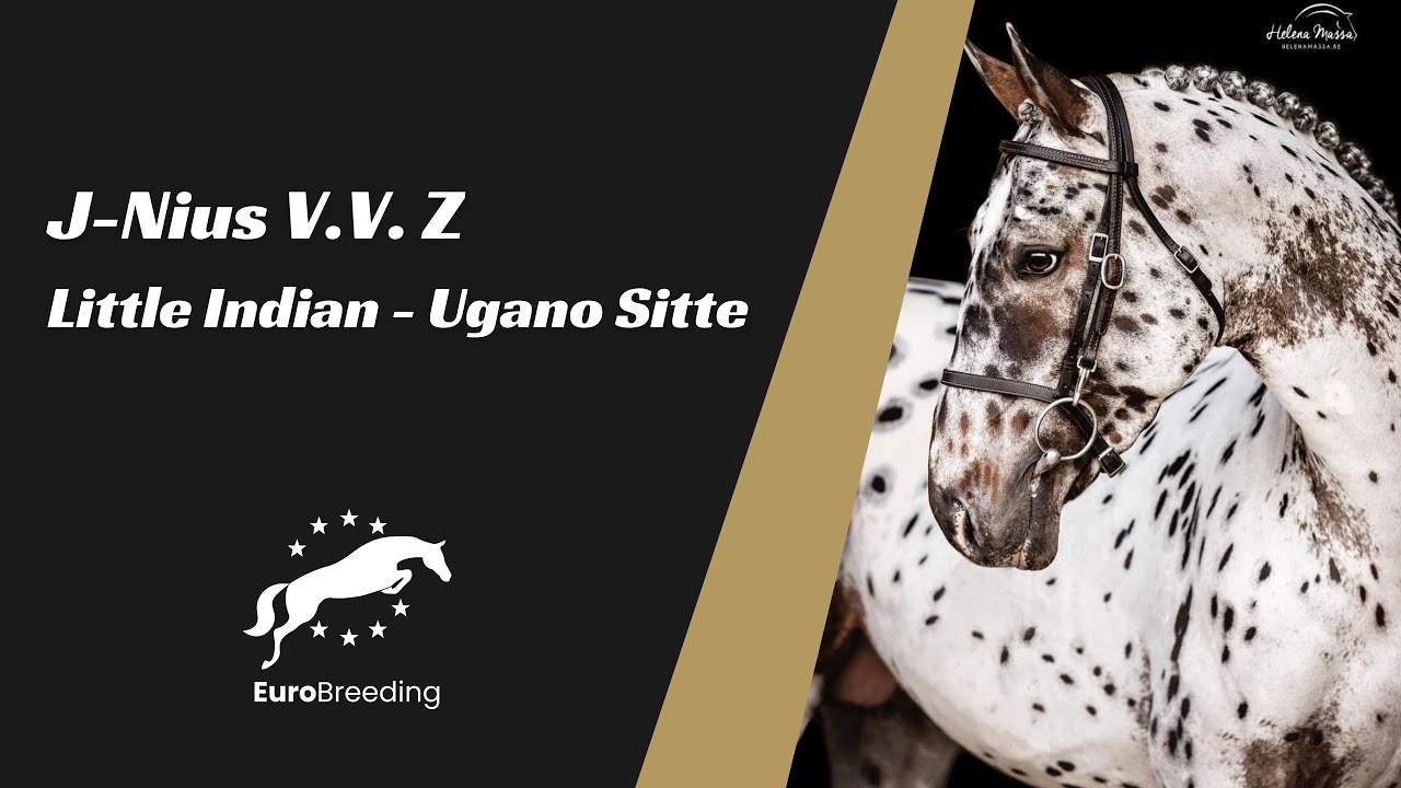 J-Nius V.V. Z (Little Indian - Ugano Sitte) 2024