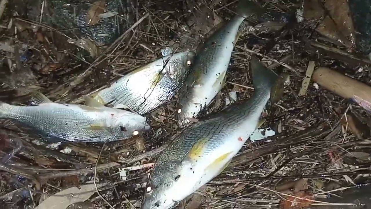 Muchos pescados en Long Beach 🎣🎣