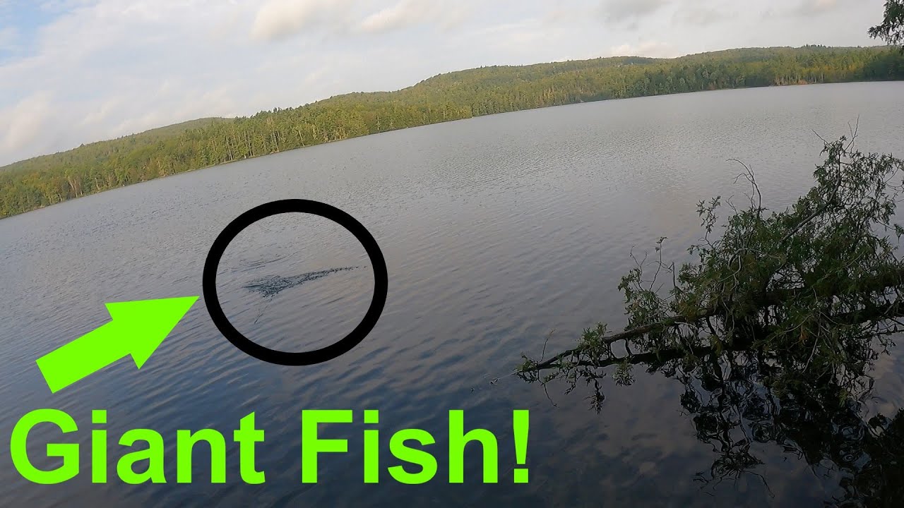 Vermont Fishing For Fall Bass! [Primordial Fishing Episode 57]