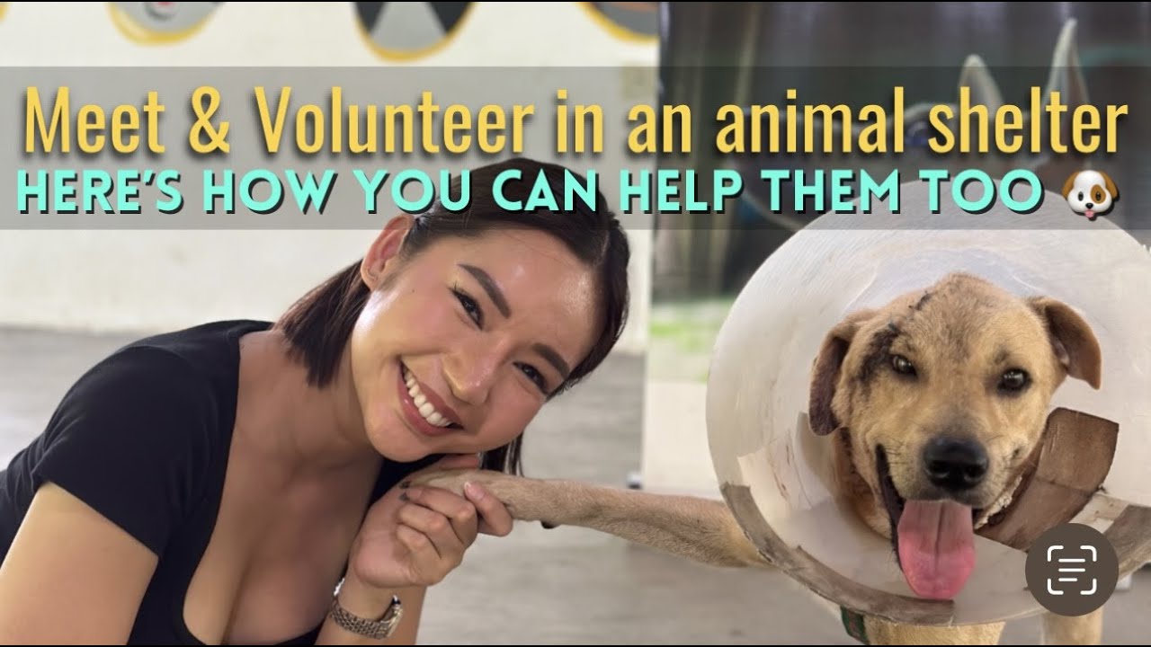 Volunteer experience in an Animal Shelter in Philippines! Meet & Volunteer with Roxy Delevin