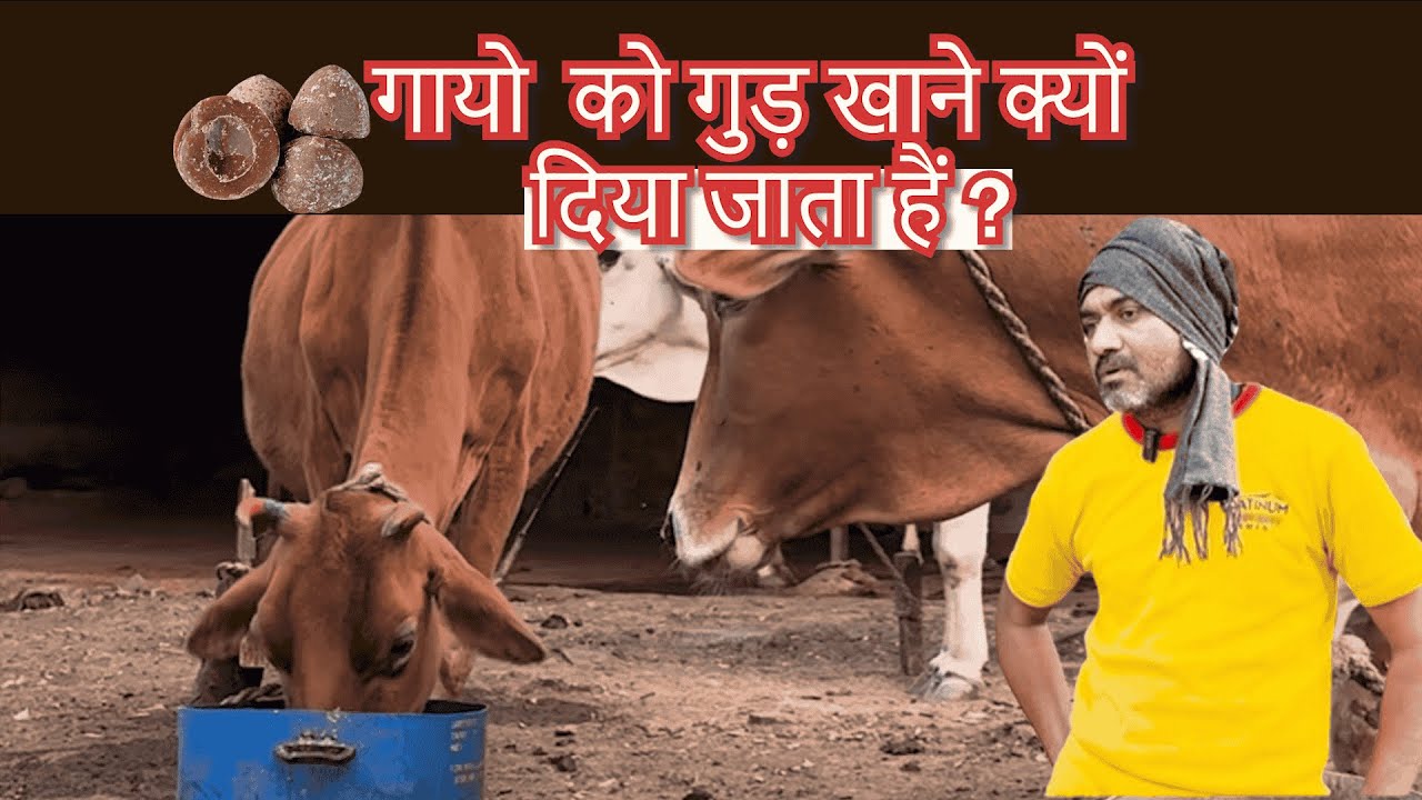 गायो  को गुड़ खाने क्यों  दिया जाता हैं? #farming #youtube #cow #farmlife  #kirantvkisan