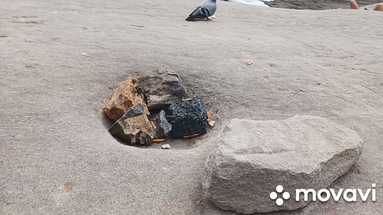 Tenerife Pigeon Eating Bread on a Rock by the Ocean / Тенерифе Голубь клюёт хлеб на камне у океана