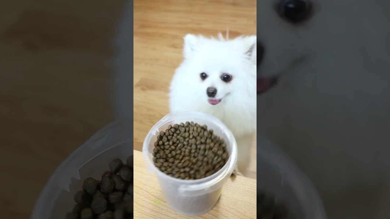 Nico:I would like to share food with it #nico #smartnico #dog #funny #cute
