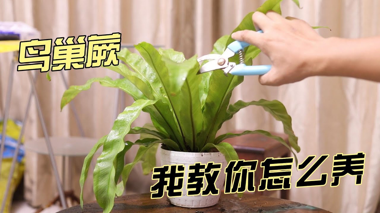 鸟巢蕨怎么养？园艺师教你，鸟巢蕨的详细养护技巧