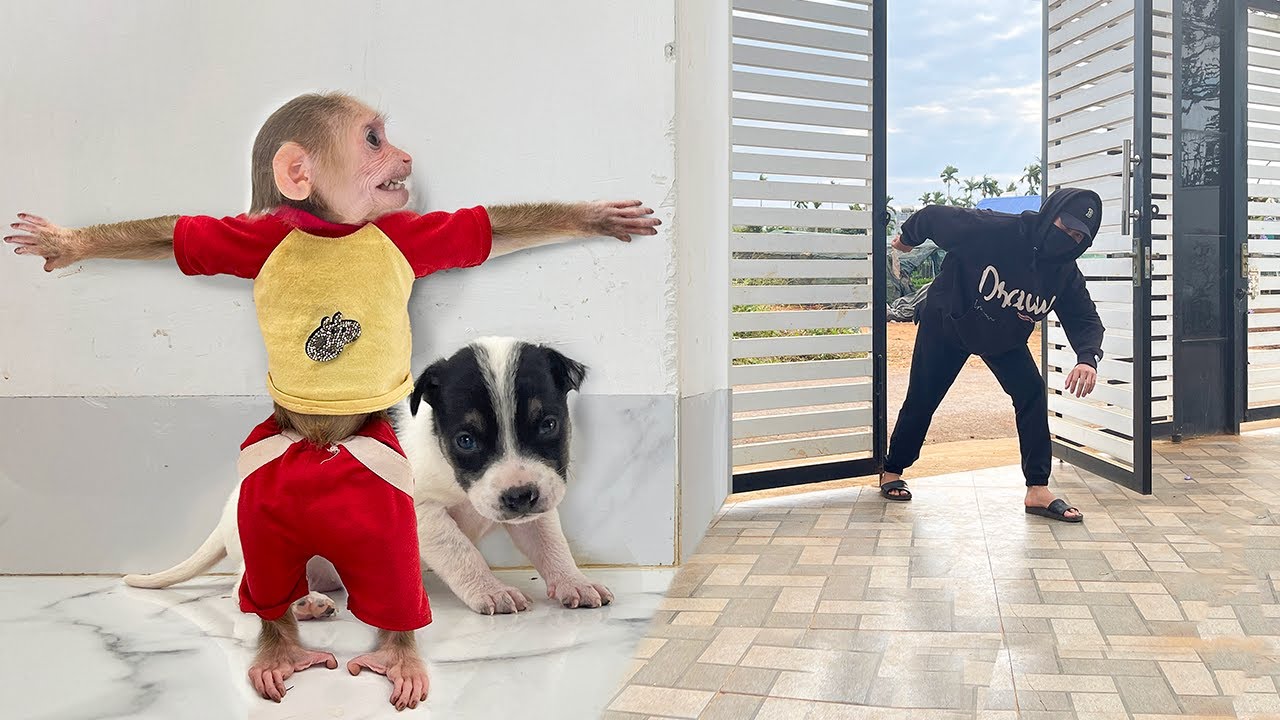 Stranger Targeting Puppy! Will Dad Make It In Time? 😱