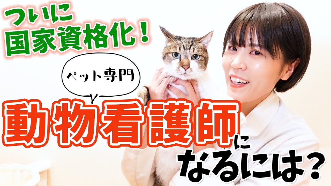 動物看護師になりたい人必見！新たに国家資格となった愛玩動物看護師について獣医師が分かりやすく解説します！