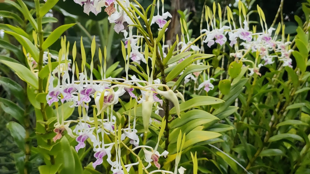Anggrek Berkualitas A #fsfr #dendrobium #greenhouse #orchid #anggrek 