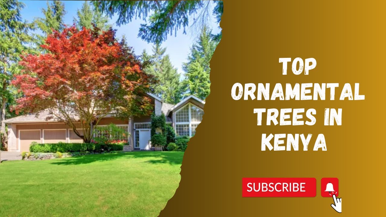 Which are the best ornamental trees for landscaping in Kenya (Draft)
