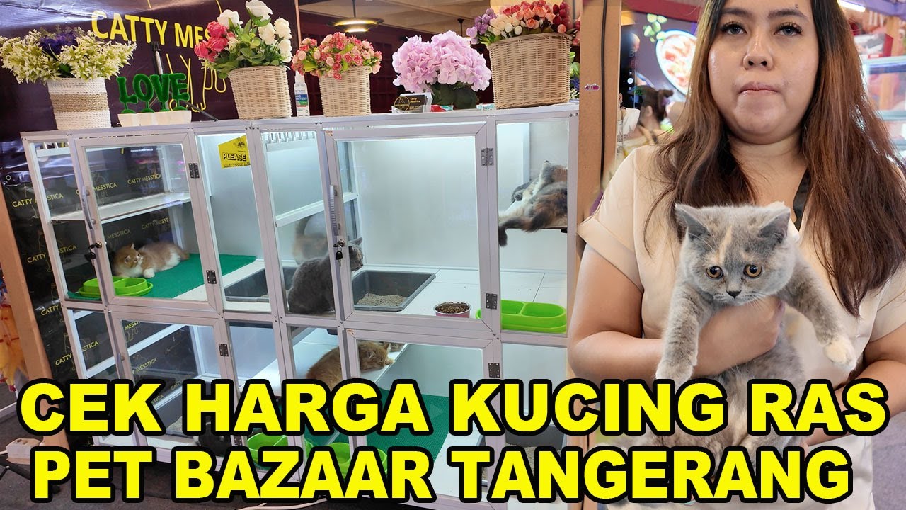 Cek Harga Kucing Ras Pet Bazaar Tangerang