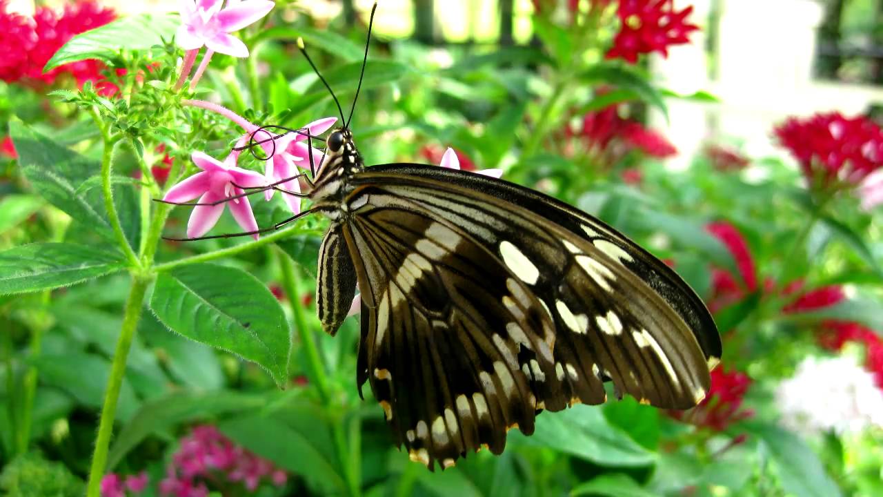 Callaway Gardens Butterfly Conservatory