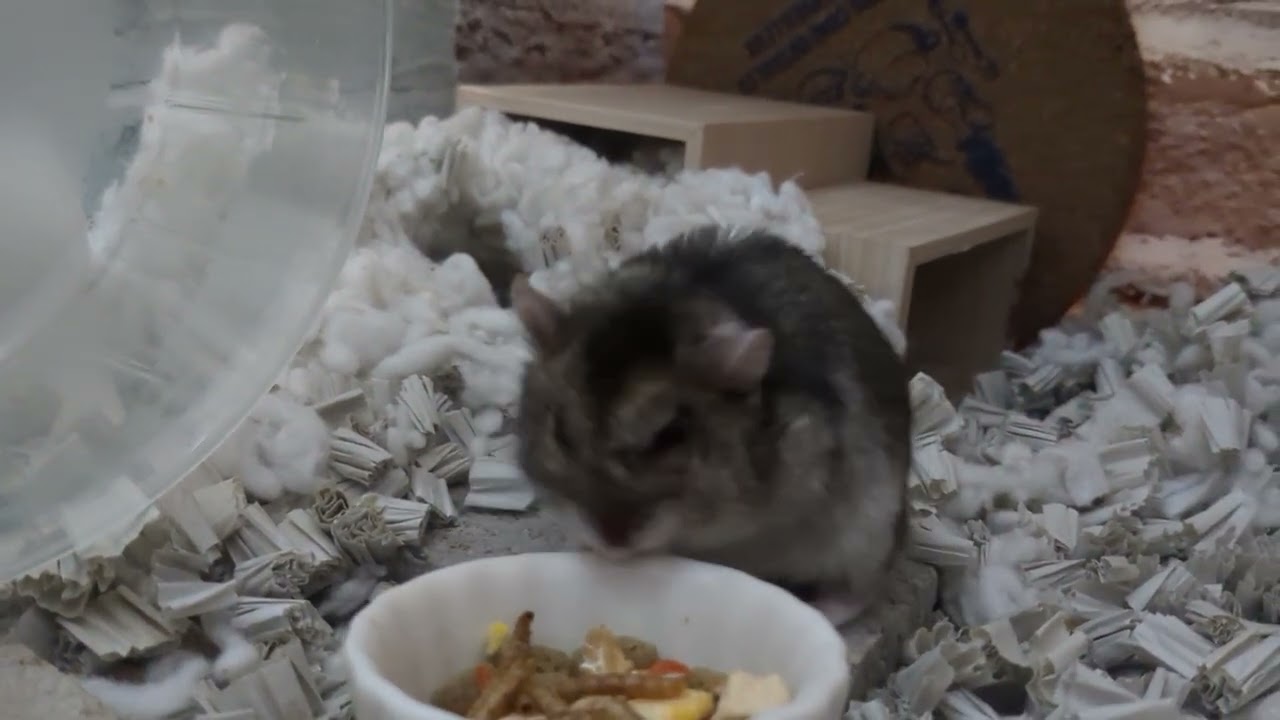 ご飯の時間でち！食べたら寝るハムちゃん！ #ハムスター #hamster 