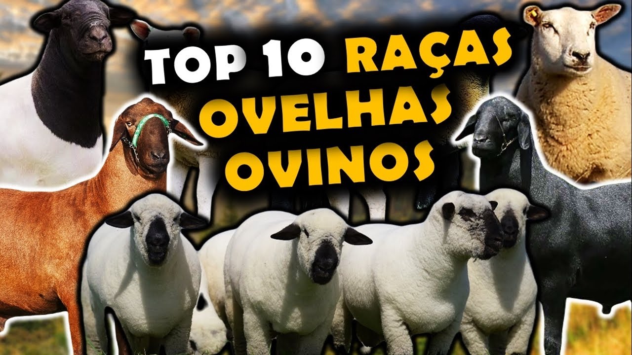 AS 10 PRINCIPAIS RAÇAS DE OVELHAS OU OVINOS NO BRASIL - RAÇAS DE OVINOS USADOS NO BRASIL