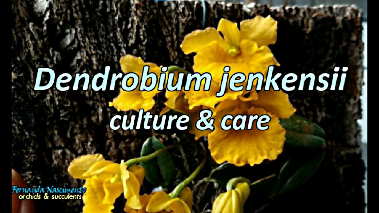 Growing Dendrobium jenkinsii - culture & care #CareCollab   LEGENDAS em PORTUGUÊS