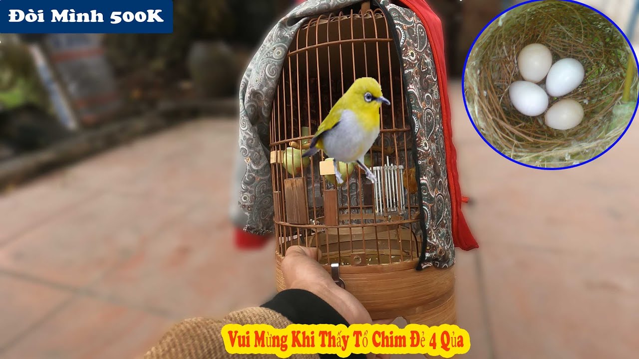 Chuyển Lồng Cho Chim Chào Mào || Tò Mò Đi Soi Tổ Chim Khuyên Xem Đẻ Được Mấy Trứng // Chiến Ơi