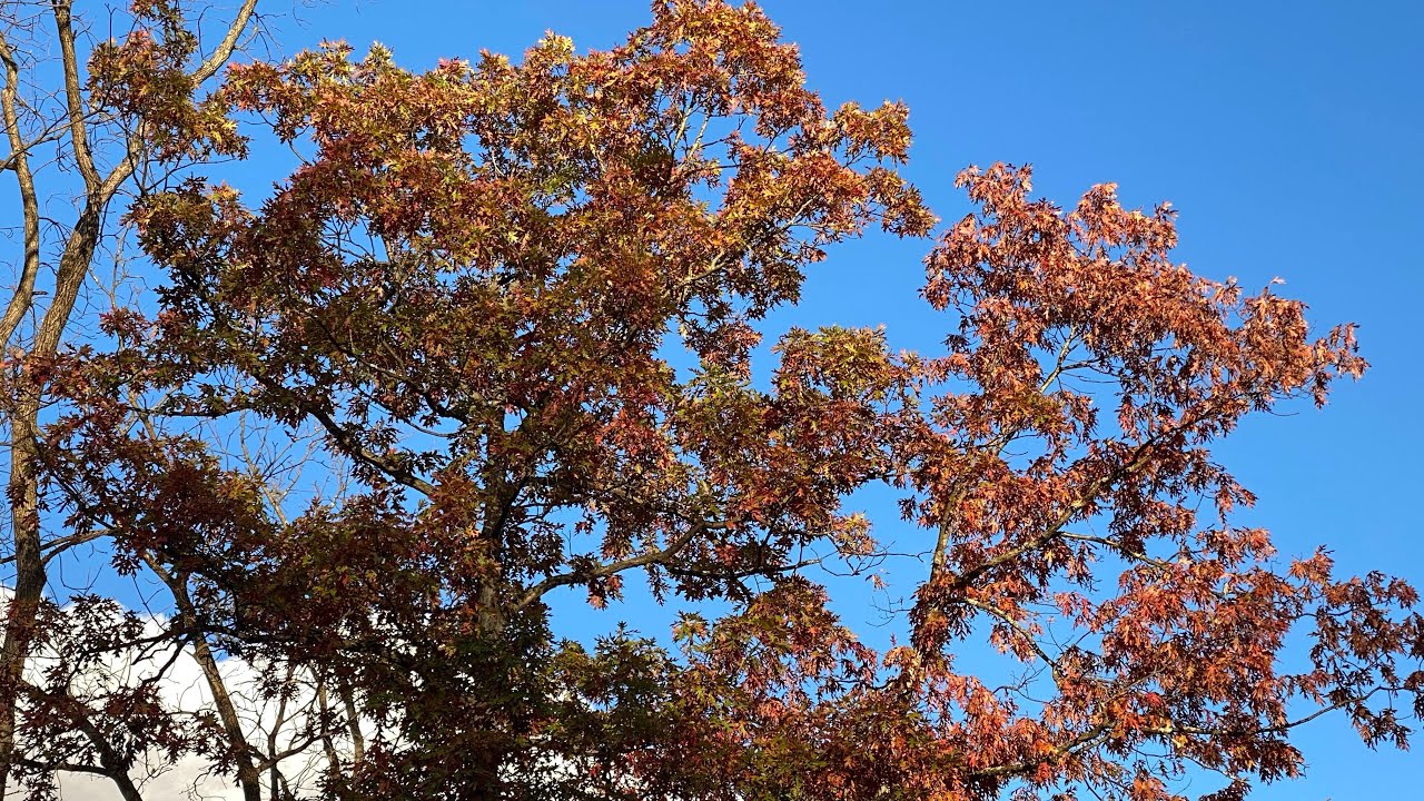 Fall leaves in the park ￼