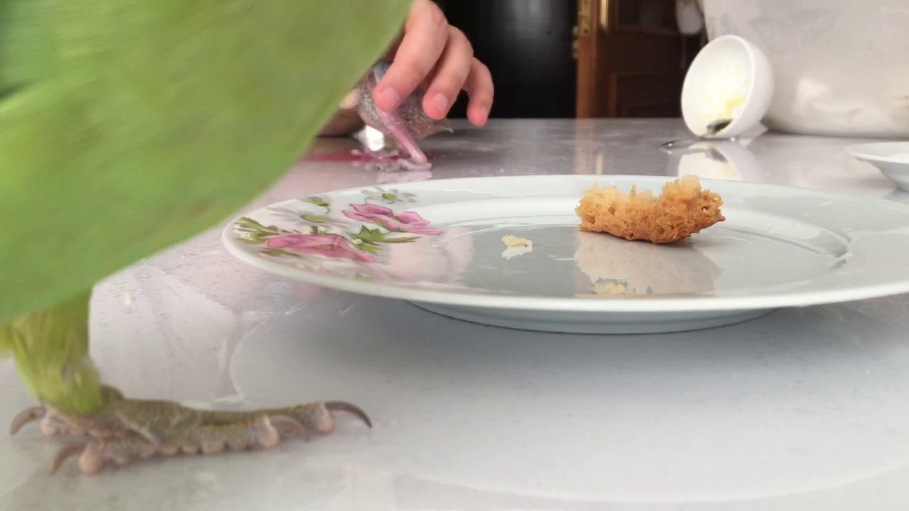 Bebek pakistan papağanı besleme