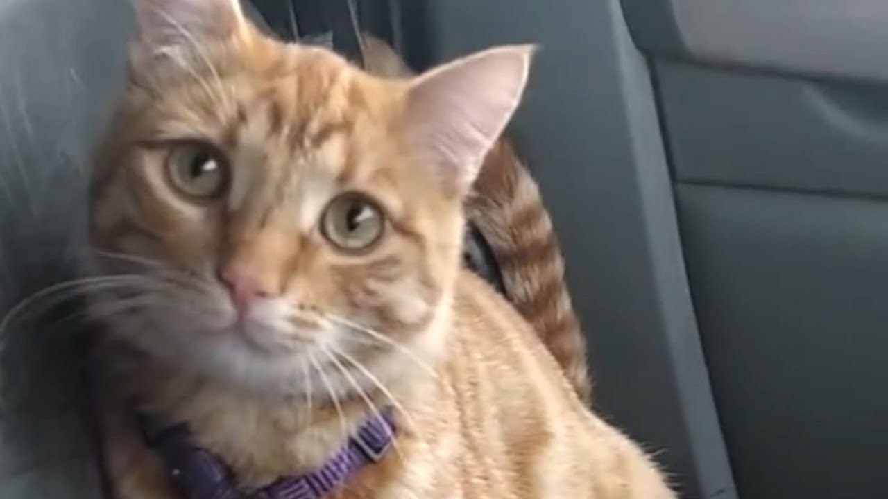 Уличный кот нашел любовь в лице дальнобойщика.