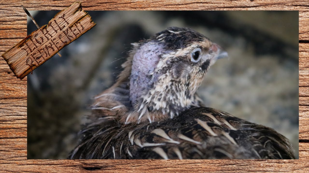 Why Your Coturnix Quail Are Being Scalped - The SR Quail Update 8-14-17