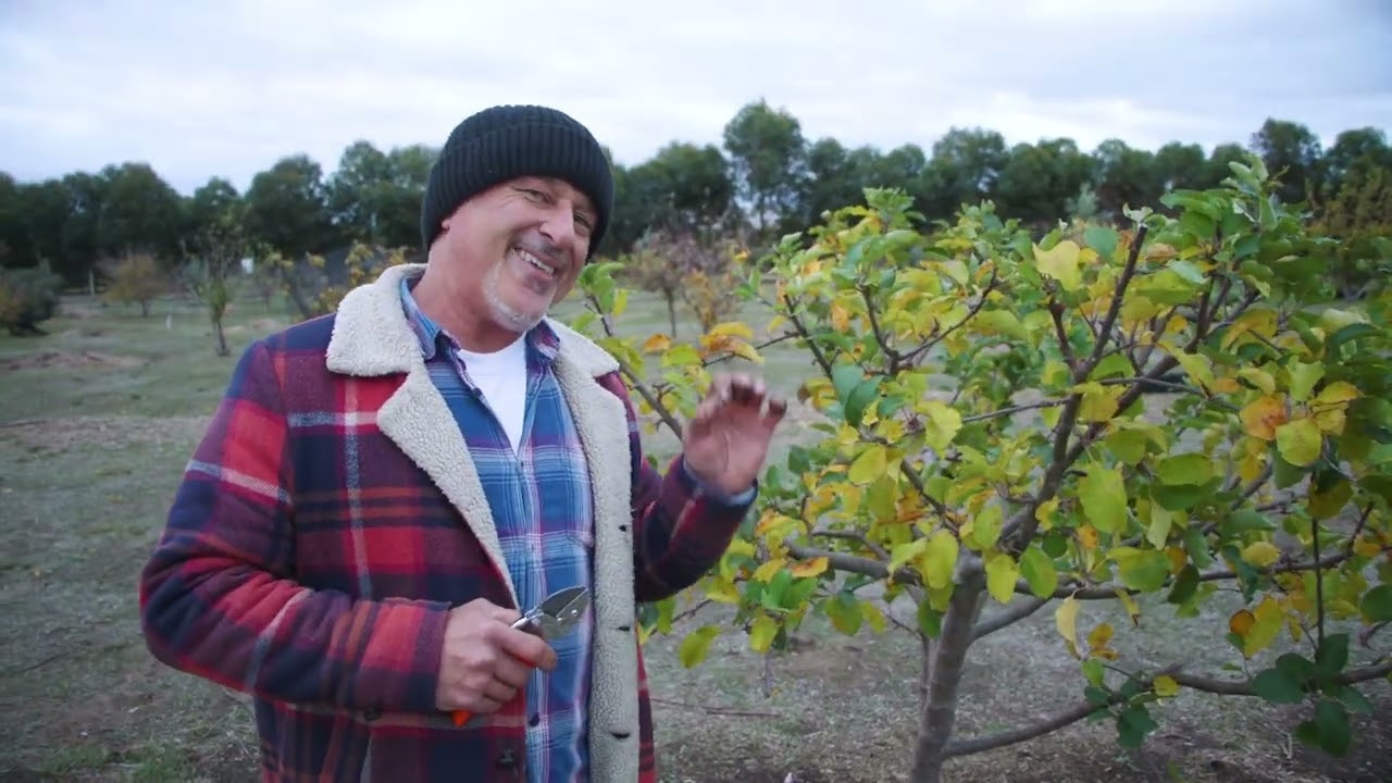 The Best Pruning Trick to Get Loads of Apples