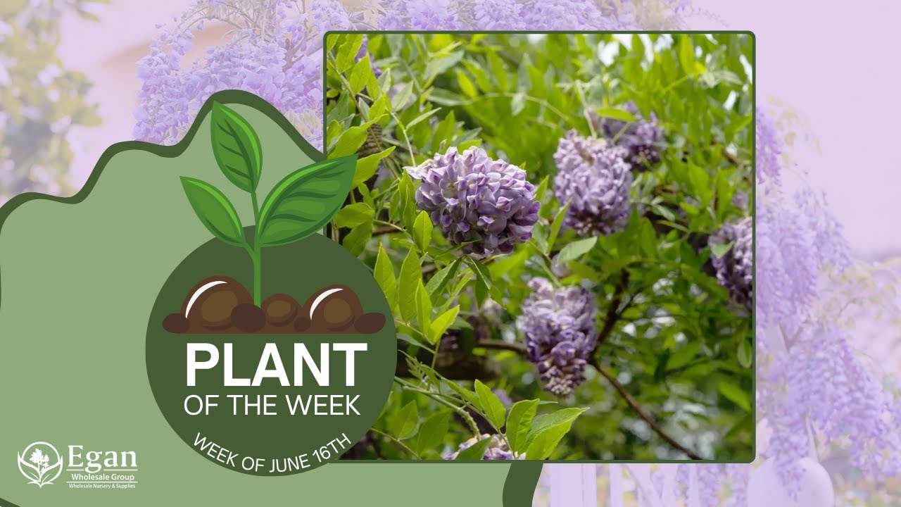 American Wisteria | Plant of the Week!