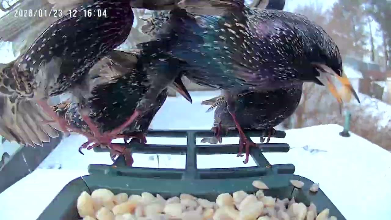Benson & Arthur's Birdcam